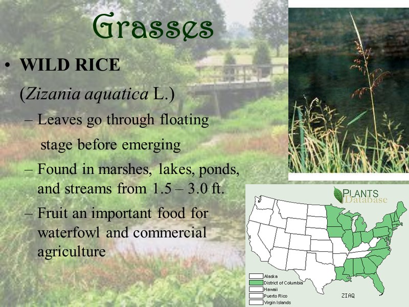 Grasses WILD RICE   (Zizania aquatica L.) Leaves go through floating  